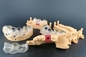 5インチHDの眺めの歯科医院の印刷のための多タッチ画面3Dの樹脂プリンター